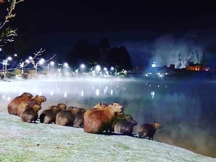 Paisagens invernais encantam os turistas na Serra Catarinense - Capivaras na beiro do lago em Fraiburgo-SC - Divulgação