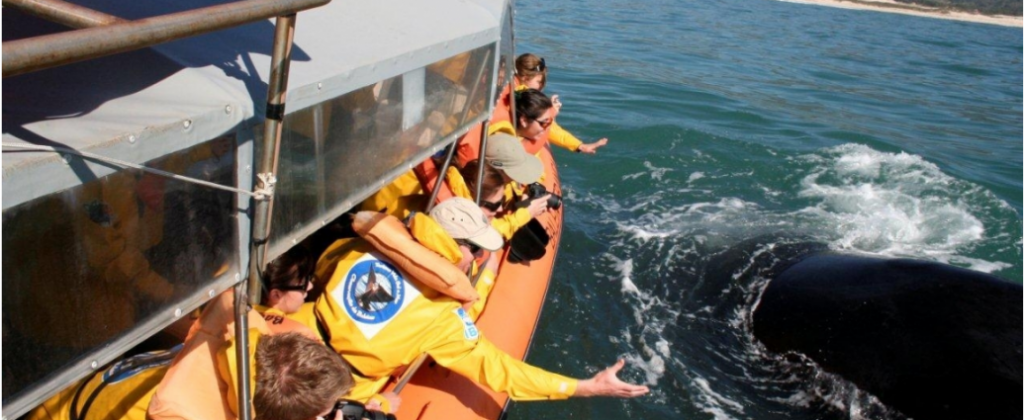 Turismo de observação de baleias é desprezado pelo governo de SC